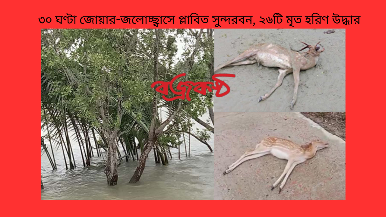 ৩০ ঘণ্টা জোয়ার-জলোচ্ছ্বাসে প্লাবিত সুন্দরবন, ২৬টি মৃত হরিণ উদ্ধার