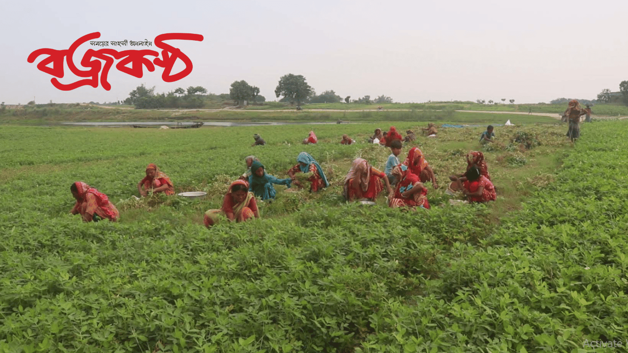 বজ্রকণ্ঠ নিউজঃ দৌলতপুরে বাদাম চাষে চরবাসীর সাফল্য বেড়েছে আর্থিক স্বচ্ছলতা