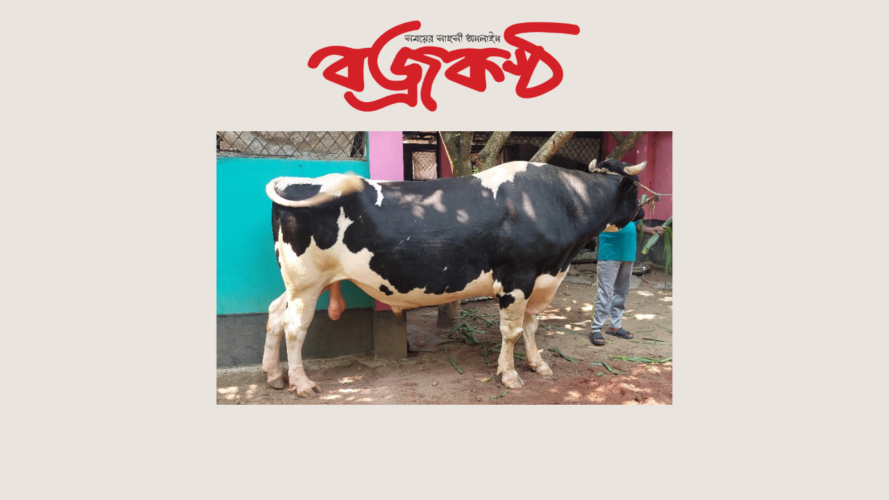 ঝিনাইদহের সবচেয়ে বড় গরু ৩৫ মণের মহারাজ