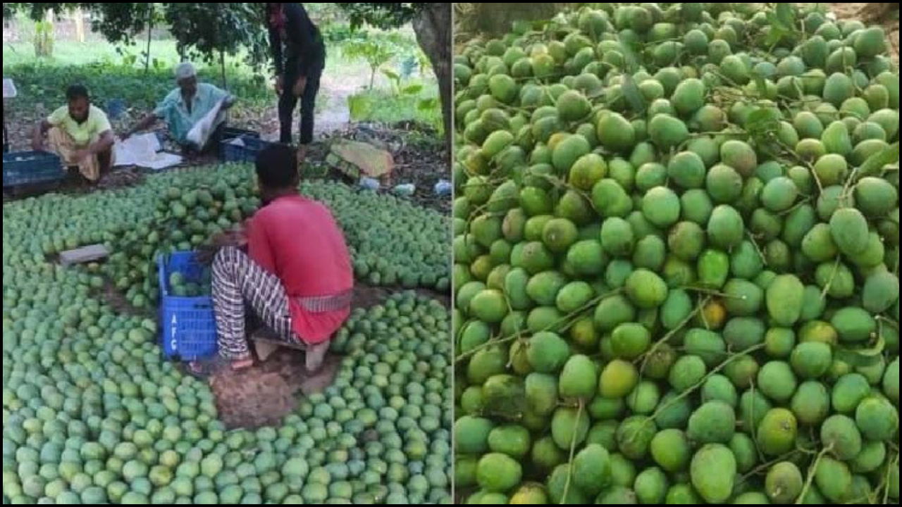 চলতি মৌসুমে ইউরোপে যাচ্ছে সাতক্ষীরার আম