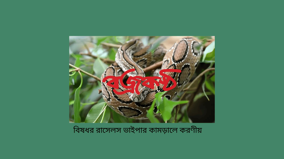 বিষধর রাসেলস ভাইপার কামড়ালে করণীয়