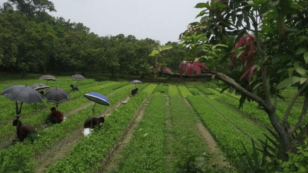 নার্সারী শিল্পে জেলার শীর্ষে - নার্সারীতে জোড় কলম তৈরীতে ব্যস্ত শ্রমিক