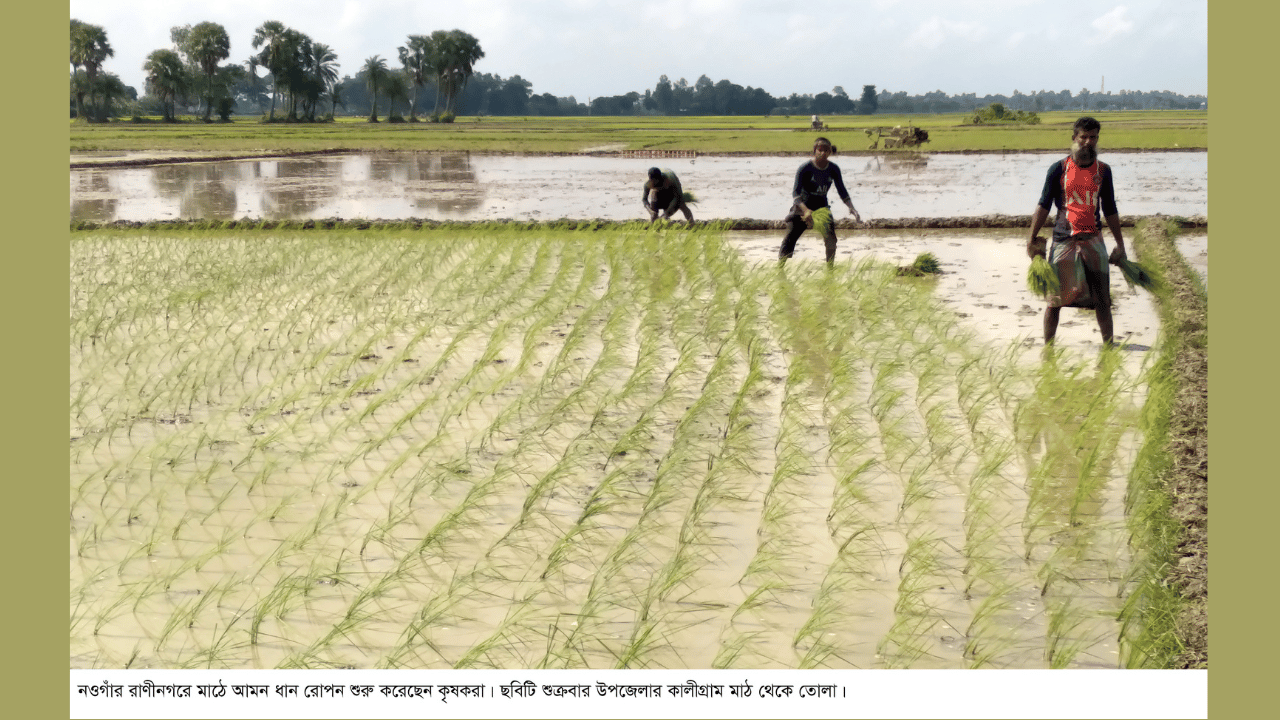 রাণীনগরে আমন ধান রোপনে ব্যস্ত কৃষক