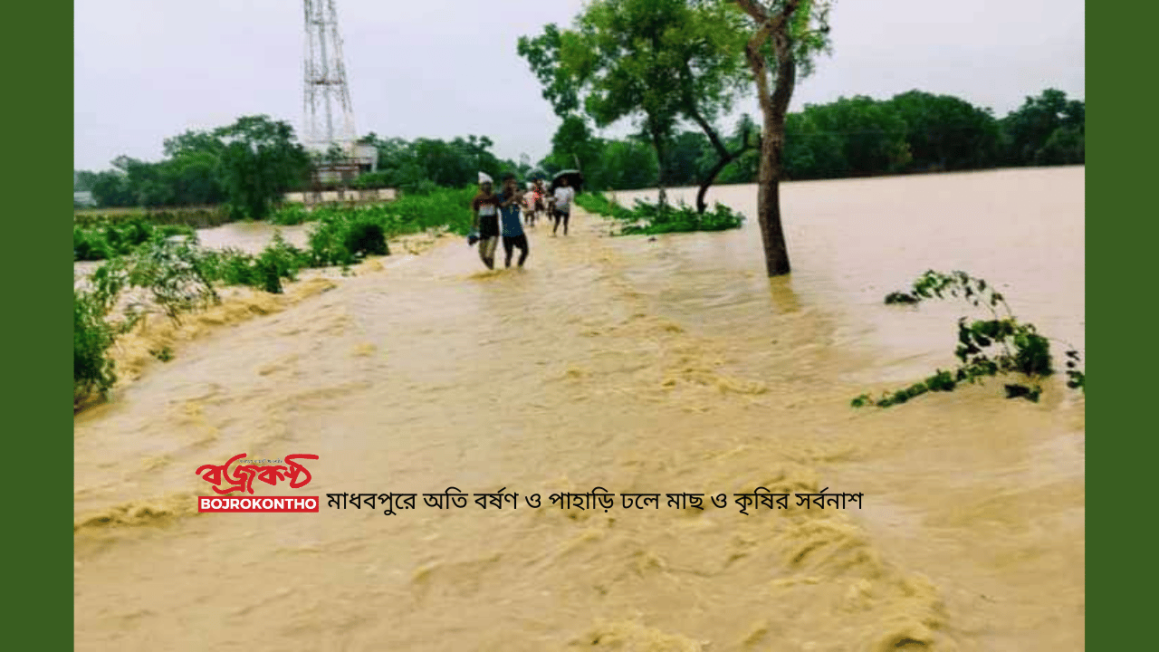 মাধবপুরে অতি বর্ষণ ও পাহাড়ি ঢলে মাছ ও কৃষির সর্বনাশ