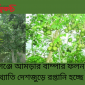 মোরেলগঞ্জে আমড়ার বাম্পার ফলন, সুস্বাদু আমড়ার খ্যাতি দেশজুড়ে রপ্তানি হচ্ছে বিদেশে