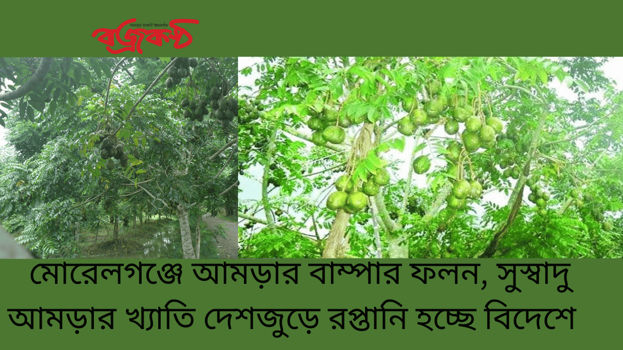 মোরেলগঞ্জে আমড়ার বাম্পার ফলন, সুস্বাদু আমড়ার খ্যাতি দেশজুড়ে রপ্তানি হচ্ছে বিদেশে