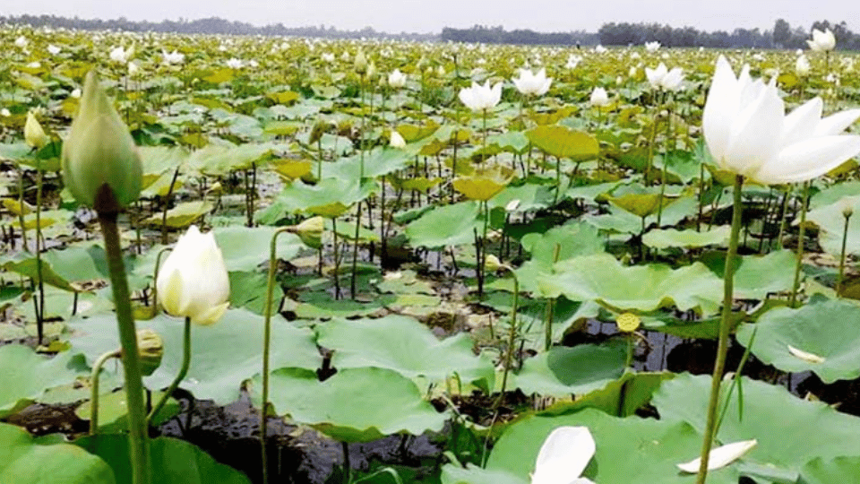 বিলে সাদা শাপলার সমারোহ