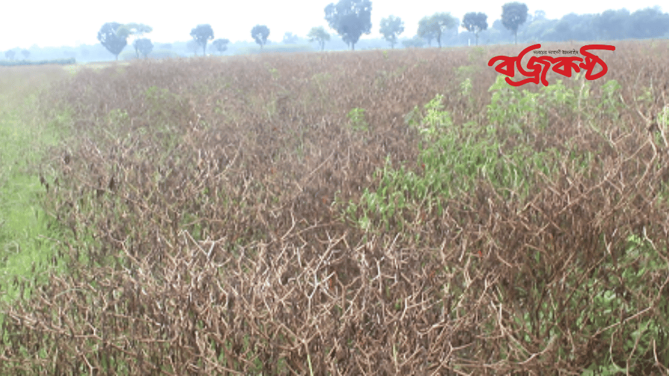 দৌলতপুরে ব্যাংগাড়ী মাঠের কয়েক হাজার হেক্টর জমির ফসল পানিতে ডুবে নষ্ট