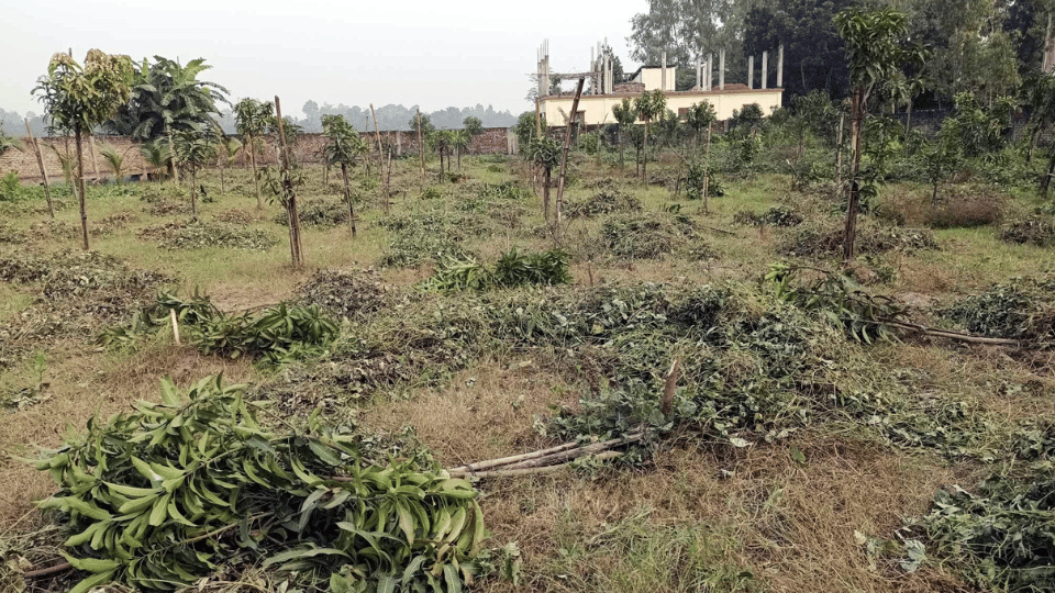 রাণীনগরে ২৫০আমগাছ কেটে ফেলার অভিযোগ