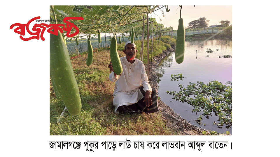 জামালগঞ্জে পুকুর পাড়ে সবজী চাষে দ্বিগুন লাভ চাষীদের