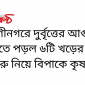 রাণীনগরে দুর্বৃত্তের আগুনে একরাতে পড়ল ৬টি খড়ের পালা \ গরু নিয়ে বিপাকে কৃষক