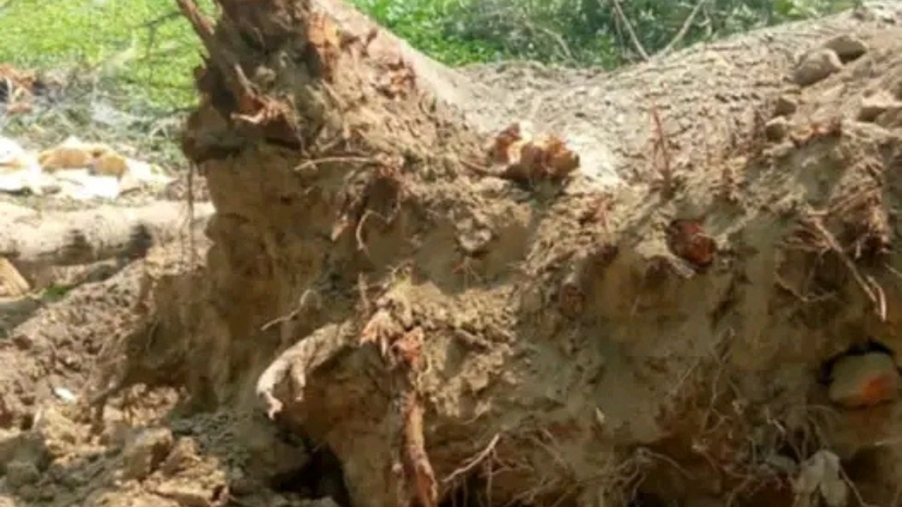 অভয়নগরে নিটল টাটা মটরসের বিরুদ্ধে সরকারি গাছ কেটে রাস্তা করার অভিযোগ উঠেছে